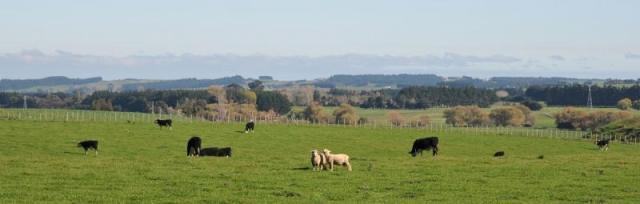 Sheep and cattle grazing