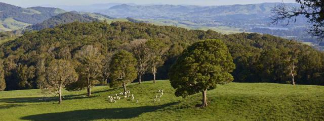 image of sheep on farm