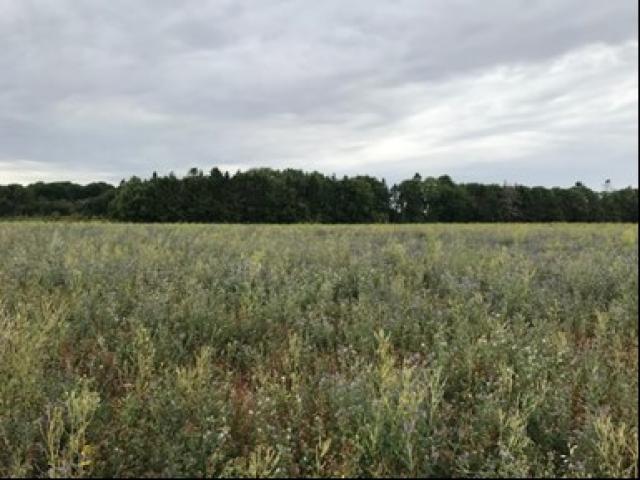 image of wildflowers