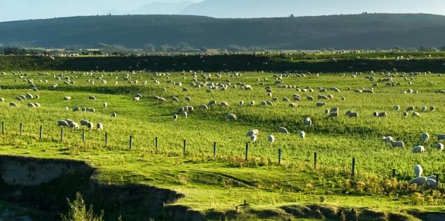 sheep in a paddock