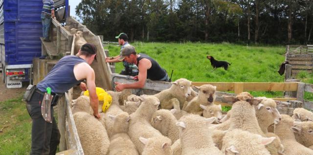 Sheep being loaded on truck