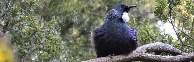 image of tui in trees