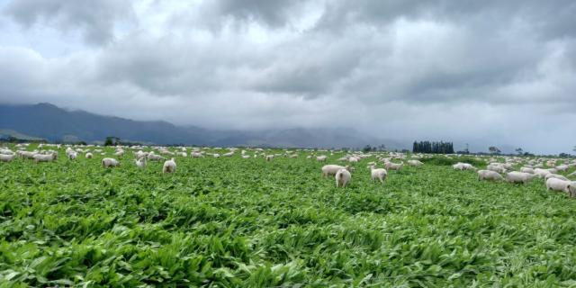 image of dairy ewes on farm