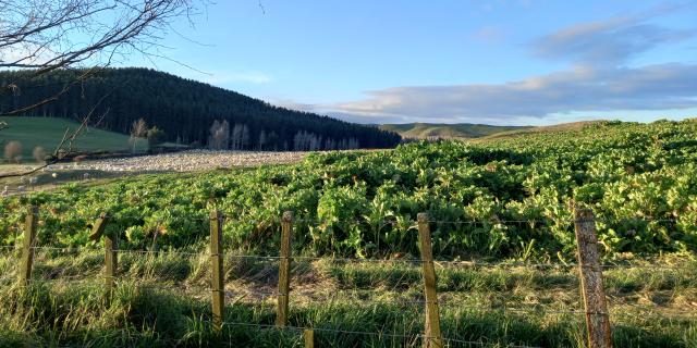 image of Brassica kale sheep in background