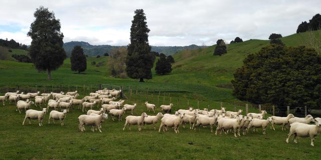 image of great condition ewes 