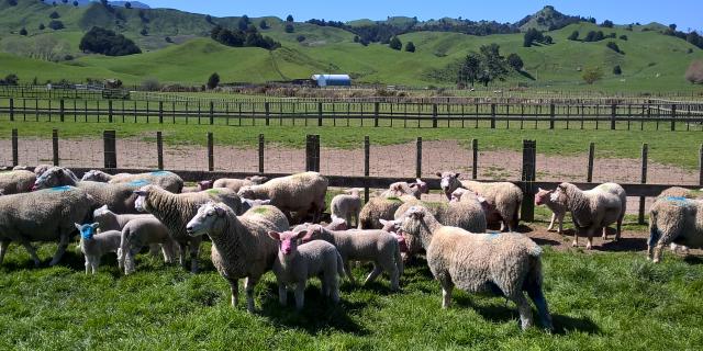 image of sheep before docking