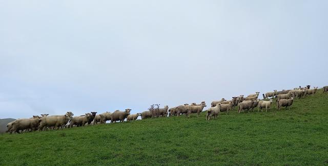 image of terminal lambs on grass