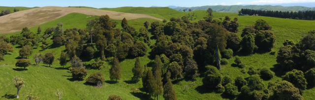 image of native trees on farm