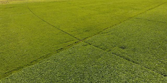 image of green short grassy field