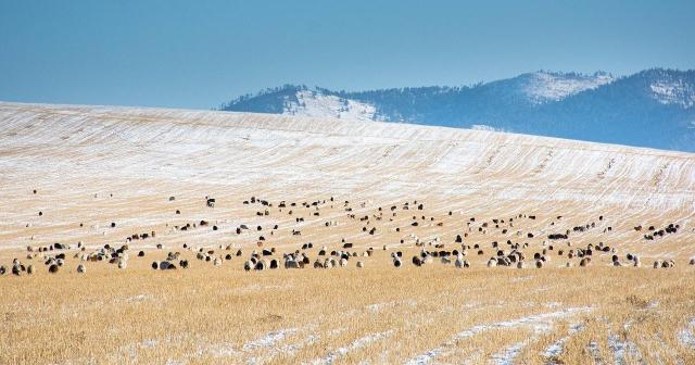 image of herd of sheep in snowy mountains