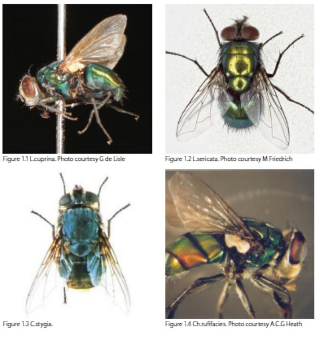 images of blow flies