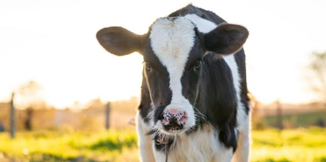 image of dairy calf