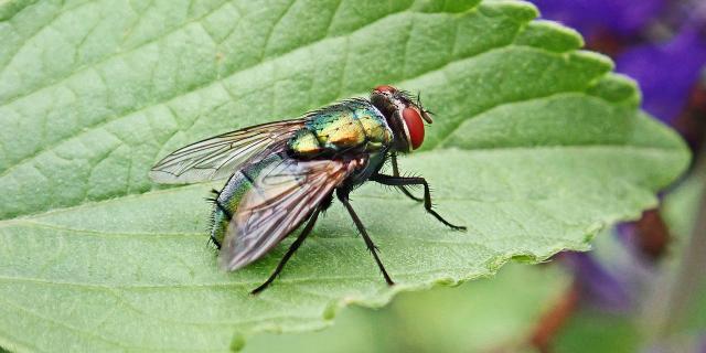 image of blow fly on leaf