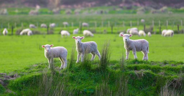 image of three lambs infront of sheep on paddock