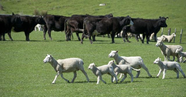 image of cattle and lamb