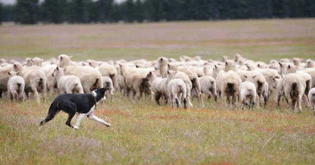 image of sheep mob and dog in dry paddock