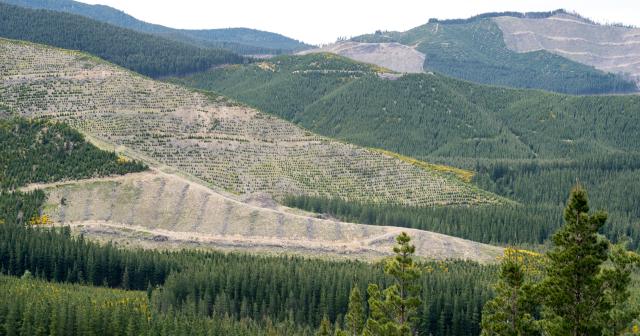 image of plantation in Jollies Pass, Hanmer Springs, Canterbury