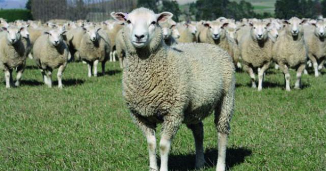 image of two tooth ewe infront of flock