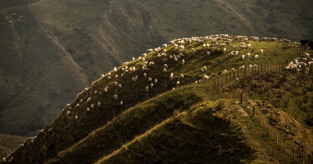 image of hill country with sheep on it. 