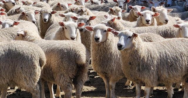 image of flock of hogget sheep