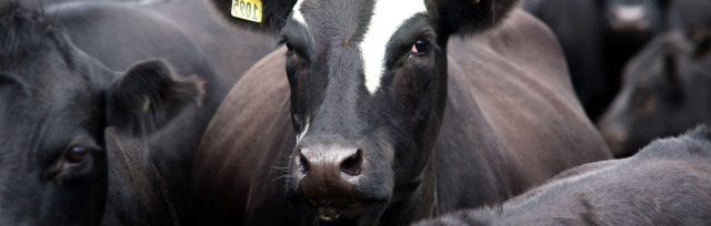 Image of cow