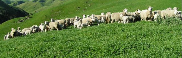 Ewes grazing sub