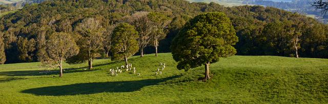 image of sheep onfarm