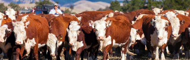 Image of Hereford cows