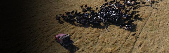 ute and cows