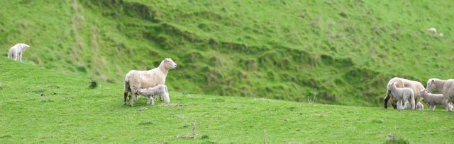 image of lambs and ewes