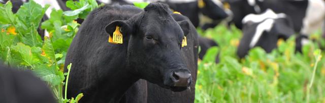 image of cow grazing in crops