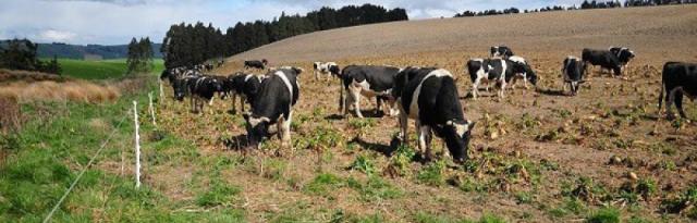 cattle grazing