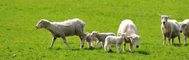 lambs with ewes