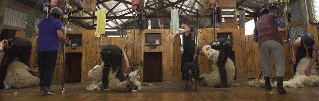 shearing shed