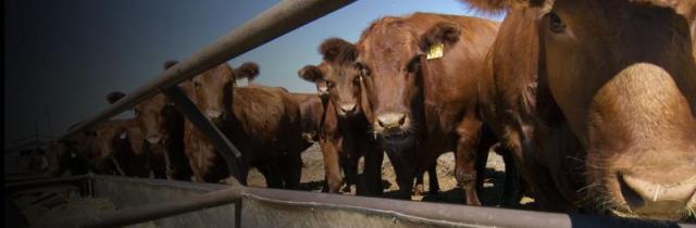 cattle feed trough