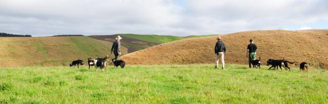 farmers and dogs