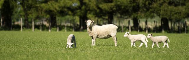 Image of sheep and lambs