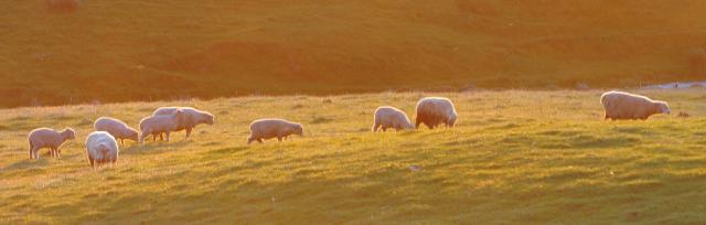 stock grazing