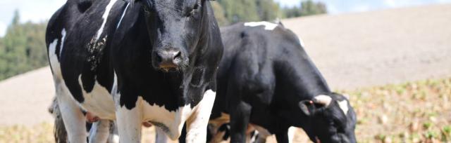 cows grazing