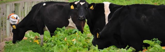 winter grazing