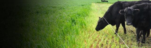 winter grazing