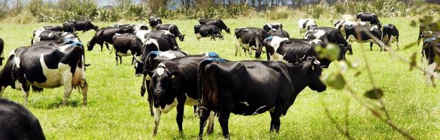 fresian herd grazing